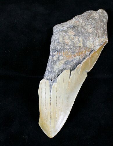 Partial Megalodon Tooth - Massive Tooth #21232
